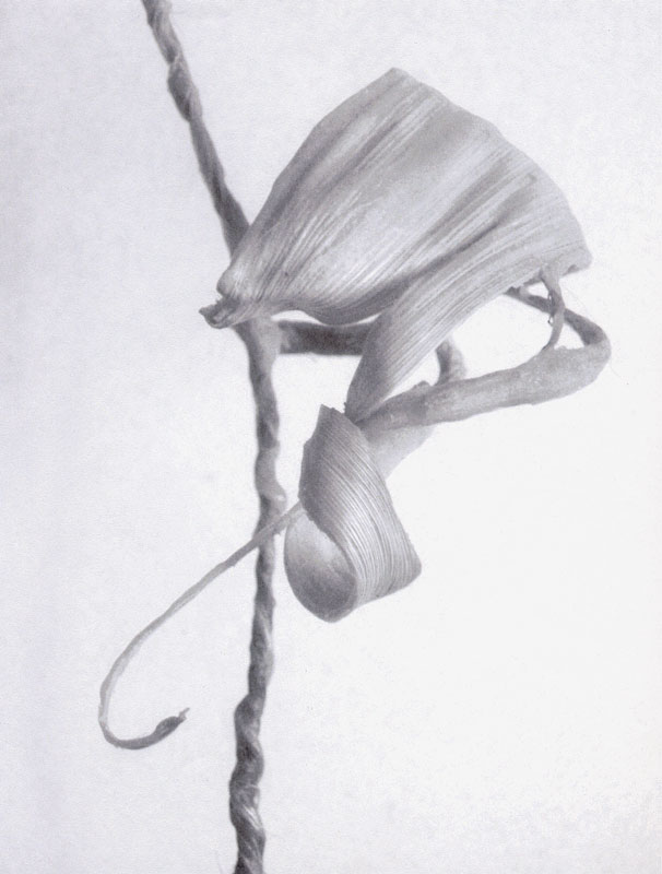 Bewegung / Mohn 3 / Drehung einwärts. Mohn. Morpheus. Maisblatt. Carnaubawachs (c) Ruth Gossweiler