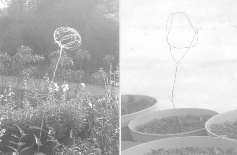 Botanische Studien 1-9 / 23 Draht- und Flachsstudien (c) Ruth Gossweiler